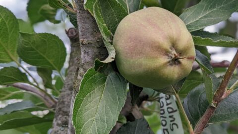 Preserving Apples