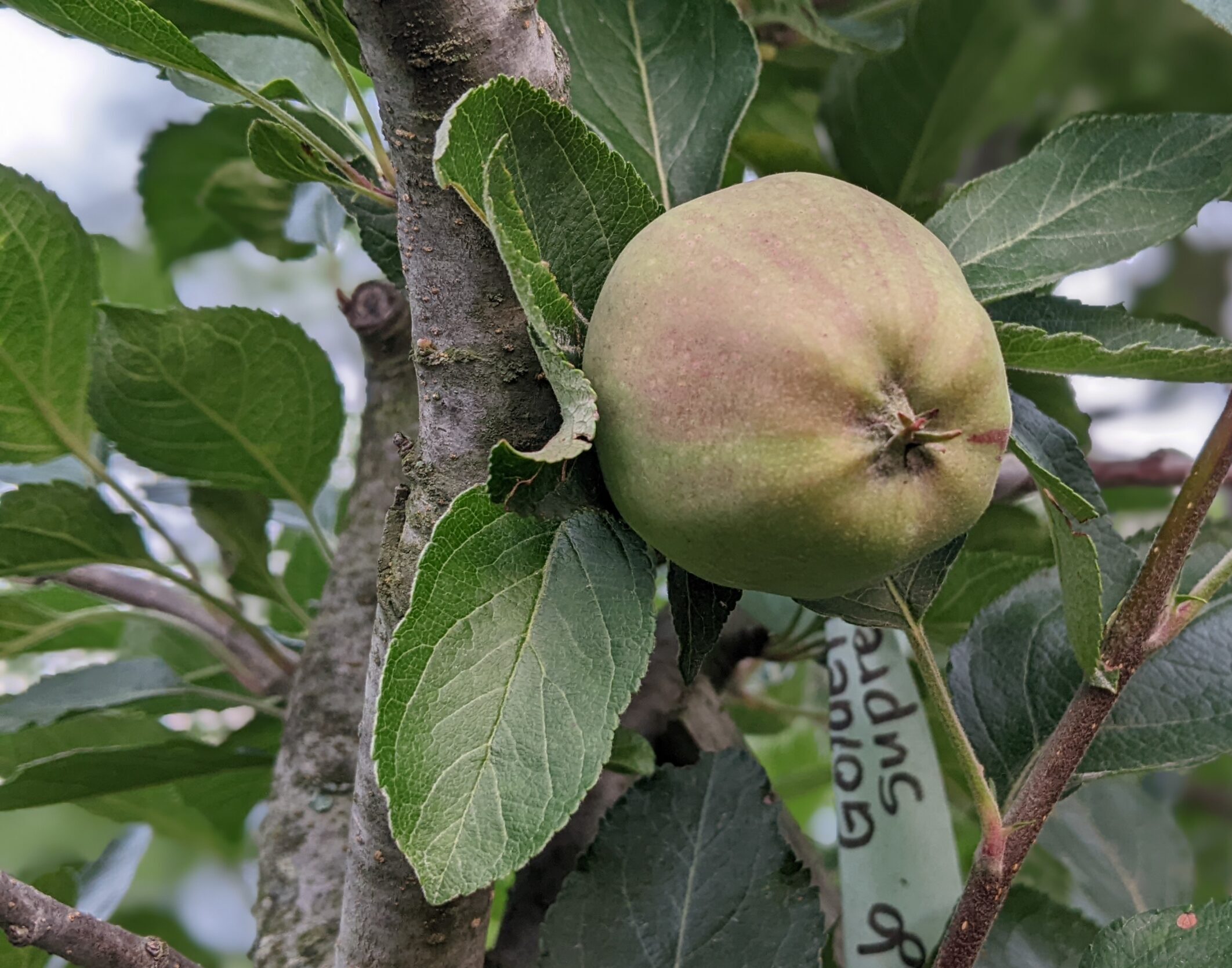 Preserving Apples