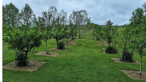 Structured Orchard Form